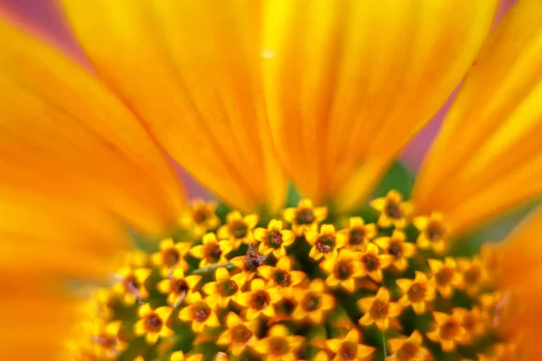 Part Yellow Flower Close Floral Background — Zdjęcie stockowe