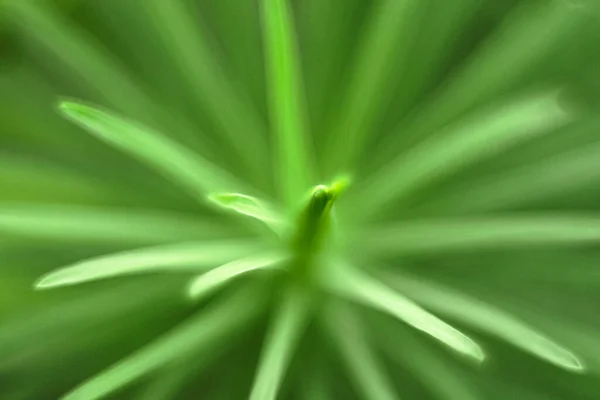 Green Plant Macro Photography Floral Background — ストック写真