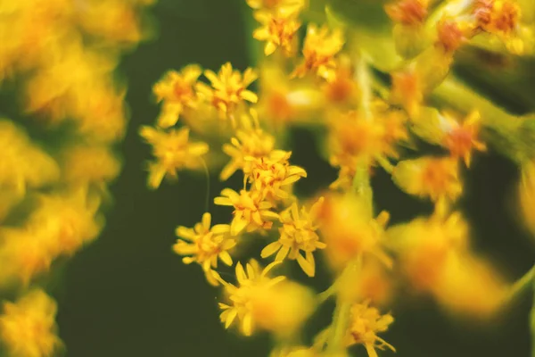 Plant Yellow Flowers Close Shallow Depth Field — Foto Stock