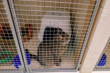 The cat in the shelter is closed in a cage.