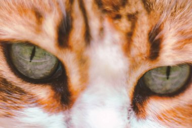 Close-up of a cat's eyes. Muzzle of a red cat.