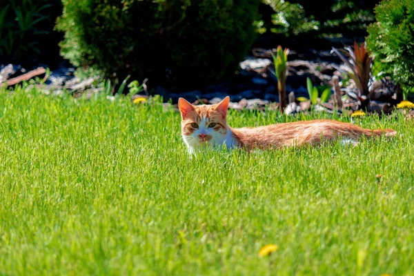 Cat Resting Sunny Green Meadow — Zdjęcie stockowe