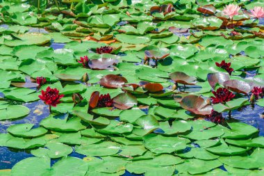 Dark red lilies bloom in the pond.