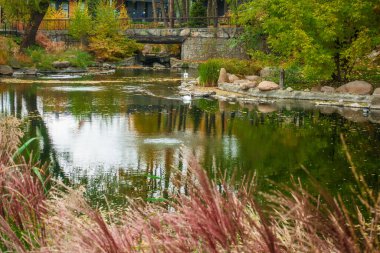 Pelikan gölde bir taşın üzerinde oturuyor..