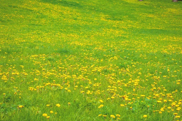 Green Lawn Yellow Dandelions — Foto de Stock