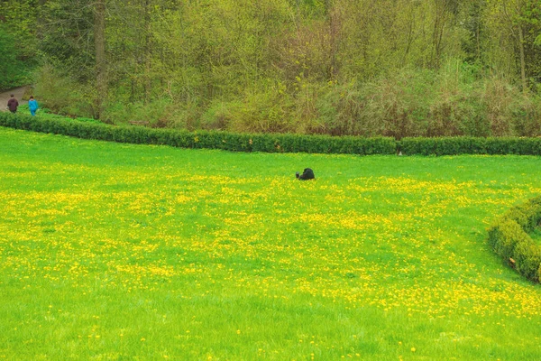 Chien Noir Court Travers Pelouse Verte — Photo