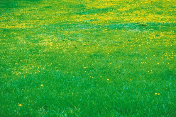 Green Lawn Yellow Dandelions — Fotografia de Stock