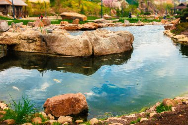 Taş kıyılarının arasında bir gölette çok renkli balıklar.