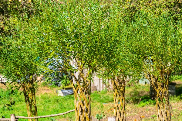 Unga Flexibla Träd Vävda Tillsammans — Stockfoto