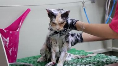 Evcil hayvan salonunda ince kedi için yağlı çamaşır.