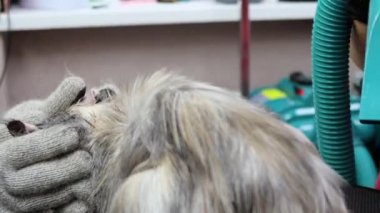 Kuaför saç kurutma makinesi kullandığında kedini nasıl sakinleştireceksin? 