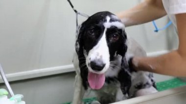 Evcil hayvan salonu banyosunda taze ve temiz bir köpek.