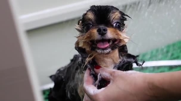 Promocja dla salonu zoologicznego z małym klientem psów — Wideo stockowe