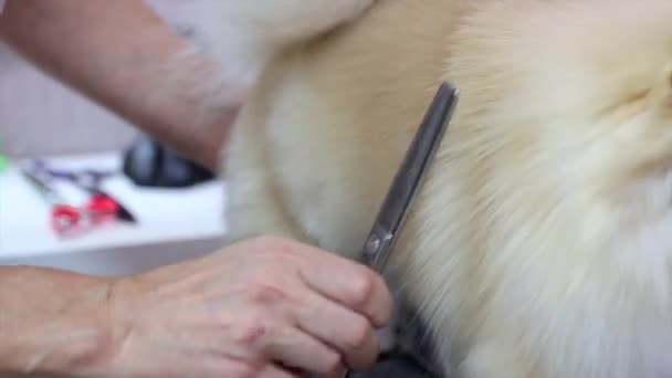 So stylen Sie Ihr spezielles Pommersches Haar nach professioneller Pflege — Stockvideo