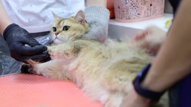 Stoere schuur verwijderen voor kat zelfs met twee groomers helpen — Stockvideo