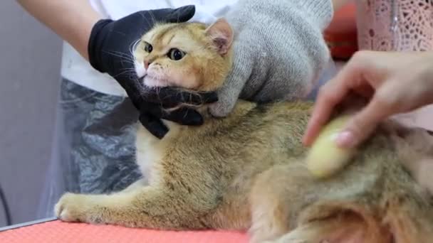 Buschige Katze will vor Profi-Kämmen flüchten — Stockvideo