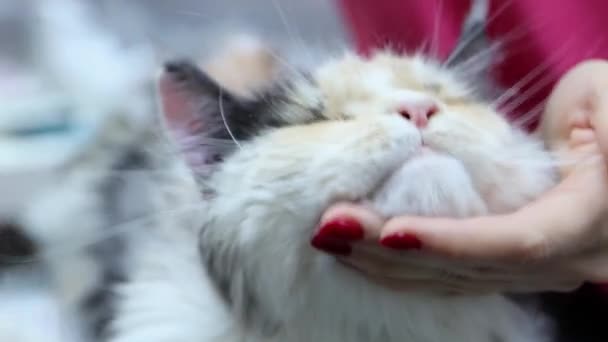 Kedi kuaföründe fırçayla fazla saçı nasıl temizlersin? — Stok video