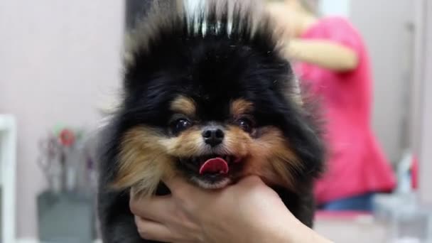 Χαριτωμένο Pomeranian παίρνει pro κούρεμα στο σαλόνι σκύλων — Αρχείο Βίντεο