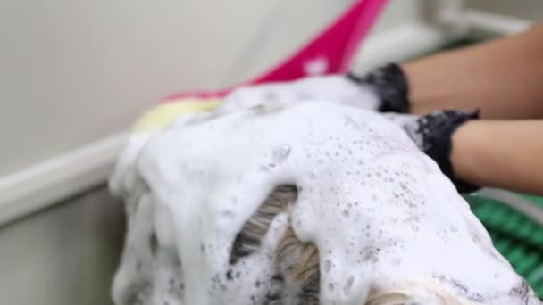Helkroppstvätt med svans till ansikte massage med kärlek i katt resort — Stockvideo