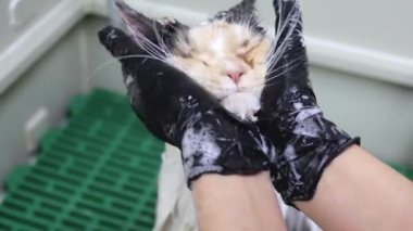 Kediciğini banyoyla mutlu etmek için harika bir masaj. 