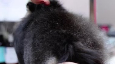 Köpek spa saç kesim hizmetleri hassas soyağacı stili için