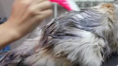 Kedi otelinde soyağacınız için özel stil