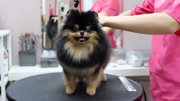 Luxus-Schönheitspflege im Hunde-Spa für Spitz — Stockvideo
