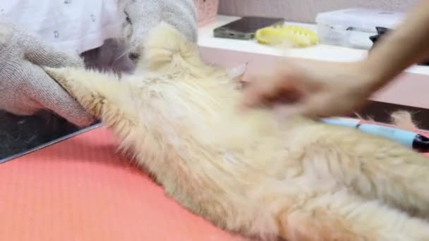Kedi kaplıcasında karnını taramak için büyük bir gerinme — Stok video