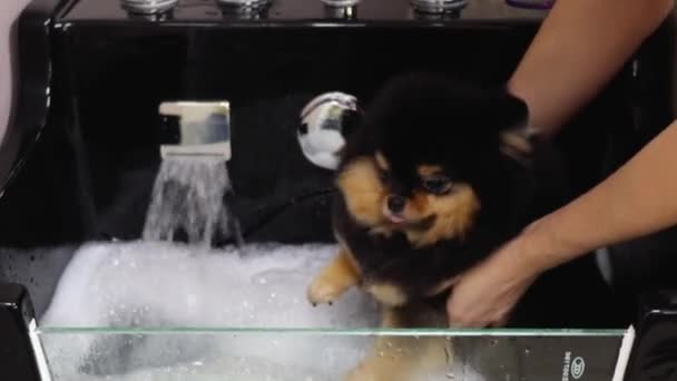 犬をプロのグルーマーに入浴させる方法 — ストック動画