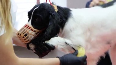 Spaniel 'in kuafördeki fırçası.