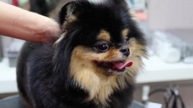 Tatlı Spitz köpek spasında özel bir stil kazanıyor.