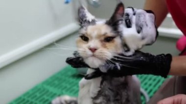 Kedi spa banyosundan kaçış planı. Başrolde Maine Rakunu.