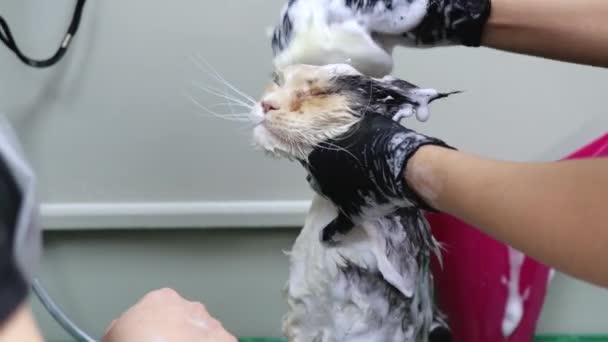 Гарна голова для масажу животиків у котячому спа-салоні — стокове відео