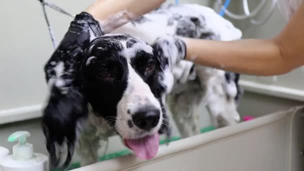 Cielo de perro en resort spa para mascotas — Vídeo de stock