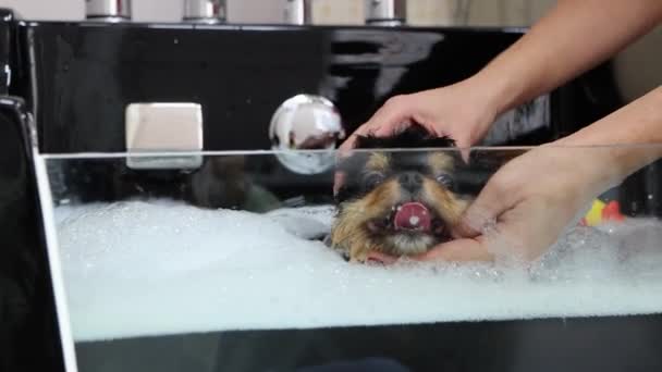 Horká koupel masáž od pro groomer — Stock video