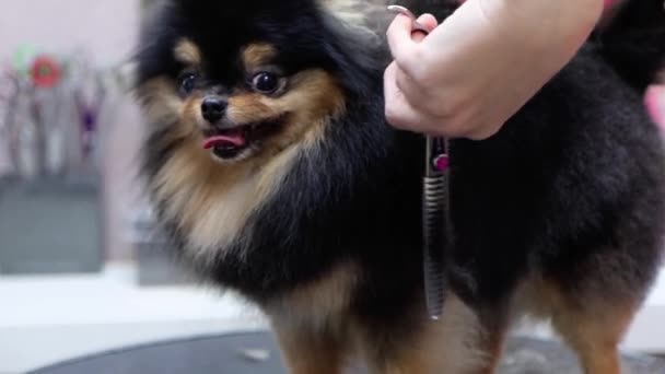 Estilo de cabelo premium para o seu cão pedigree no salão de pet — Vídeo de Stock