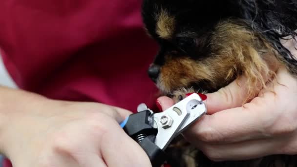 Απαραίτητο pawdicure για μικρά Pomeranian σε σκύλους — Αρχείο Βίντεο