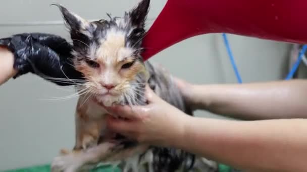 Dwie osoby do mycia jednego kota w salonie zoologicznym — Wideo stockowe