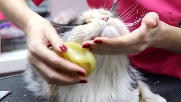 Прекрасная расческа для идеального ухода за волосами в кошачьей салоне — стоковое видео