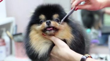 Köpek kaplıcasında profesyonel saç kesiminden sonra küçük Pomeranya köpeği için fırça.
