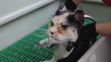 Güzel Maine Rakunu, kedi salonunda duş almaktan hoşlanıyor.