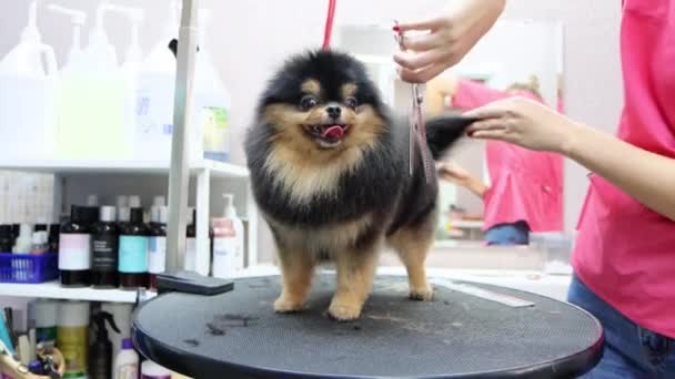 Niesamowita stylizacja Spitz w spa dla zwierząt domowych przez pro groomer — Wideo stockowe