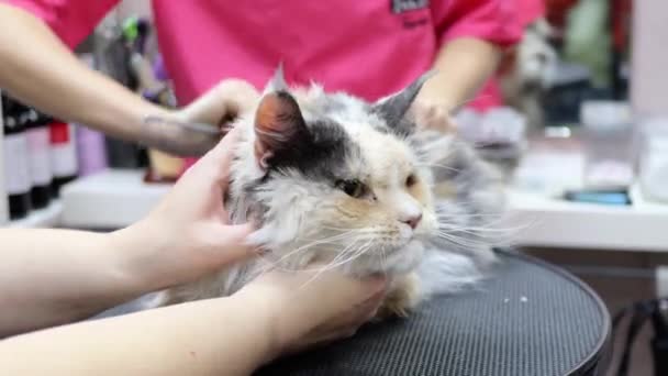Pet kucing Anda ketika menyikat akan sulit — Stok Video