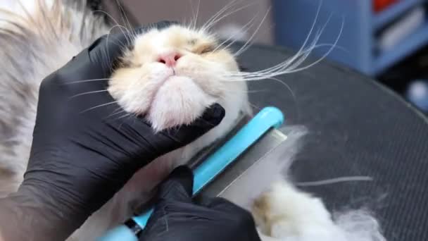 Tüylü paspasları çıkarmak için profesyonel tımarcının tuttuğu sevimli kedi suratı. — Stok video