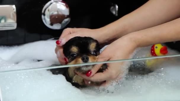 Clase magistral de lavado de perros con hidrobaño en spa para mascotas — Vídeos de Stock