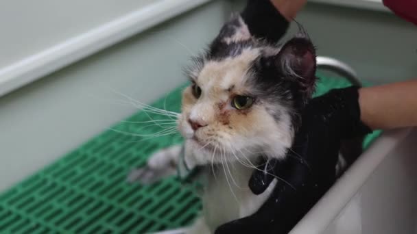 Güzel Maine Rakunu, kedi salonunda duş almaktan hoşlanıyor. — Stok video