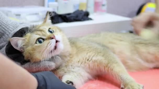 可爱的猫咪因为在宠物店里长时间刷牙而生气 — 图库视频影像