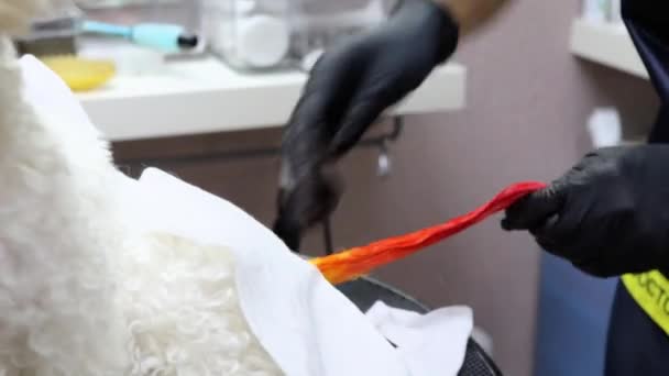 Groomer Profissional Está Colorindo Uma Cauda Frise Bichon Cor Laranja — Vídeo de Stock