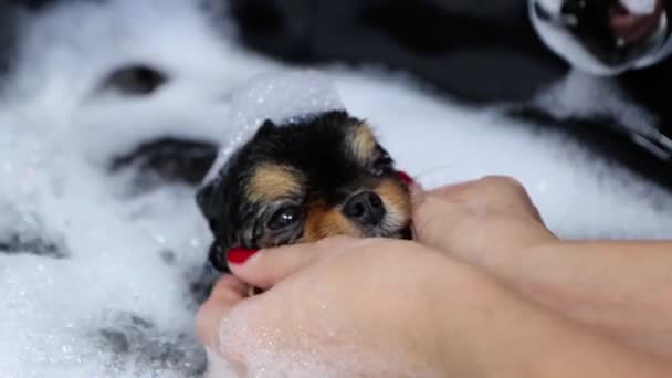 Close Small Dog Hot Tub Massaged Female Groomer — Video Stock