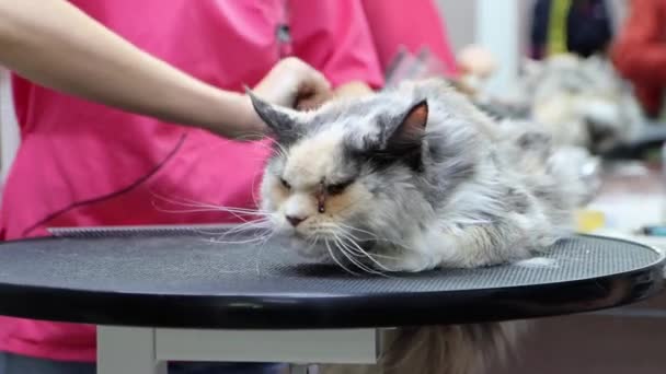 Tricolor Cat Long Hair Patient Unhappy Intense Brushing Groomer — Stockvideo